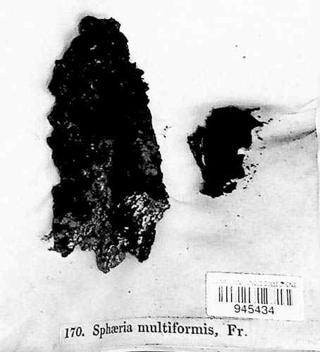 Annulohypoxylon multiforme var. multiforme image